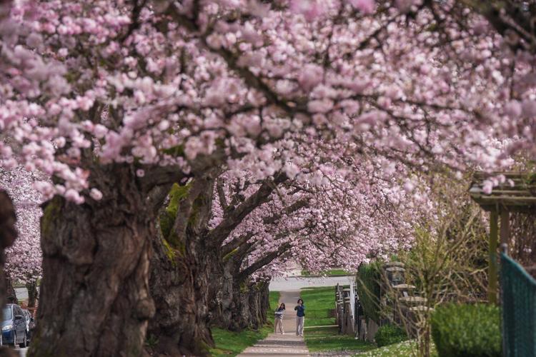 Photo Gallery: Vancouver's famous cherry blossoms out in full bloom
