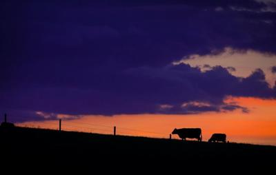Preserving grasslands is good for the planet, ranchers say — and they want to be paid