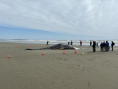 Grey whale washes ashore near Tofino, B.C. Cause of death unknown