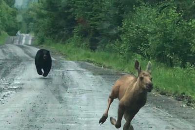 Maine couple spots a bear chasing a moose calf and helps it escape