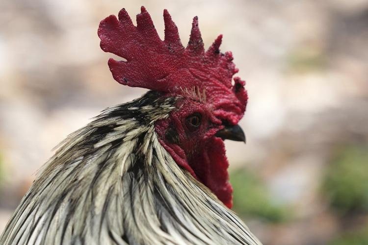 Wild chickens take over Miami while some embrace roosters as a cultural symbol