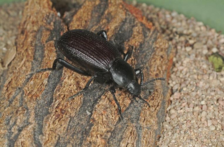 Views on garden insects are changing. Why many former 'pests' are now valued