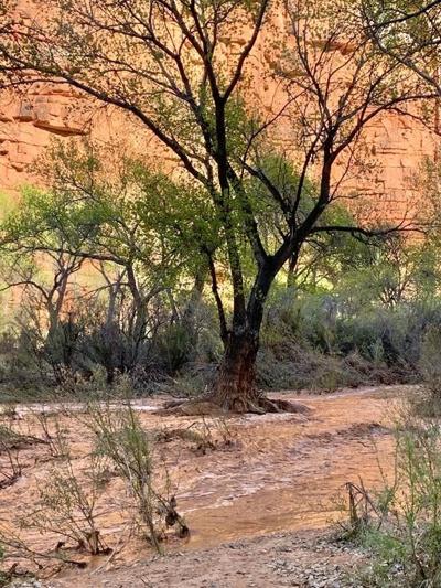 Tourists hoping to see Arizona falls forced out by flooding