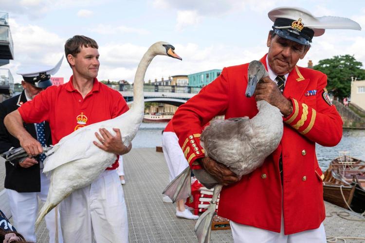King Charles' annual swan census begins on the River Thames