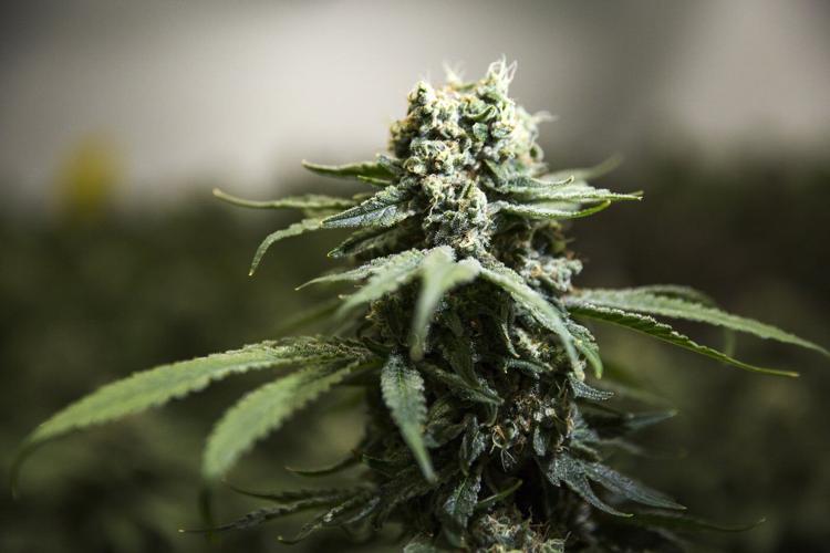 RCMP cannabis raids won't 'hamper' N.B. First Nations pot sale discussions