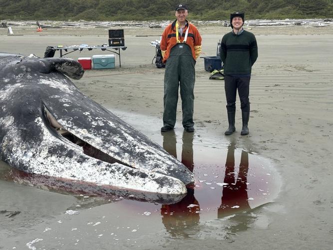 For B.C. whale coroner, a gruesome duty to 'revered' animals approached with humility