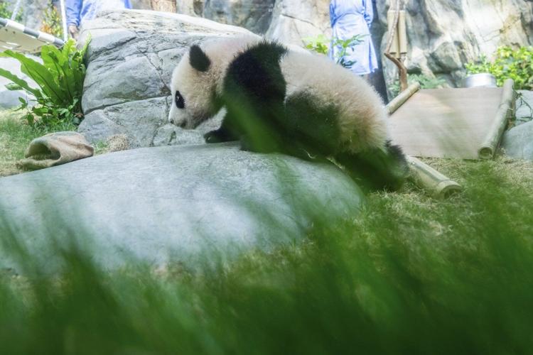 Hong Kong residents compete to name twin panda cubs who just turned 6 months old
