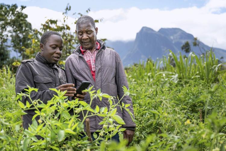 How AI is helping some small-scale farmers weather a changing climate