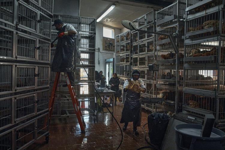 Live poultry markets ordered shut in New York City because of avian flu outbreak