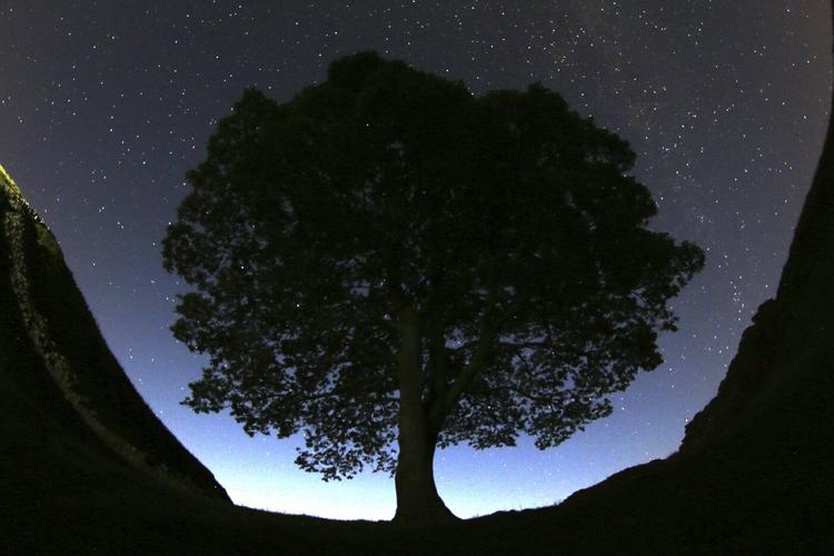 Britain's famous Sycamore Gap tree is gone. 2 men accused of cutting it down are going on trial