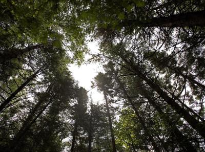 N.B. appeals court rules Wolastoqey Nation can't fight Crown over private forest land