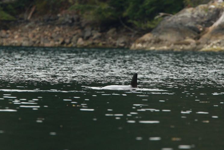 Zeballos Orca calf