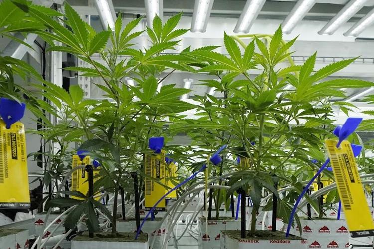 1st legal medical marijuana sales are made in Mississippi