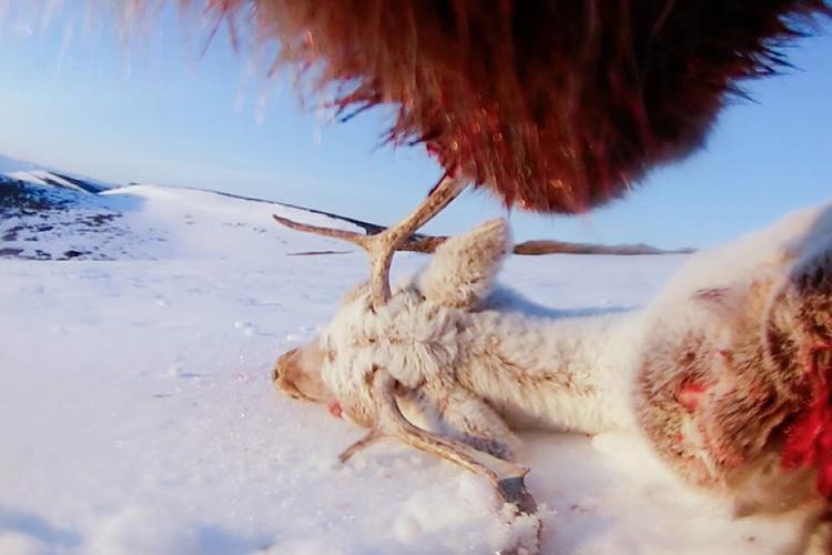 Collar cams offer a bear's eye view into the lives of grizzlies on Alaska's desolate North Slope