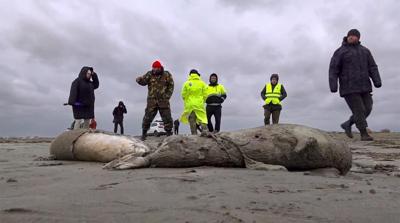 Russia: Mass seal death likely due to oxygen deprivation