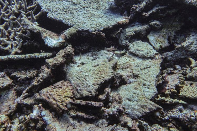 Great Barrier Reef records largest annual coral loss in 39 years