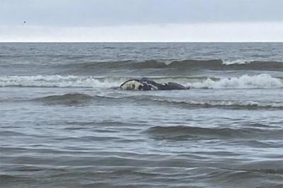 First baby right whale of season dies from injuries caused by ship collision
