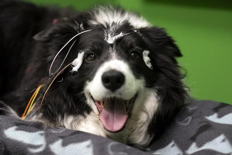 Does your dog understand when you say 'fetch the ball'? A new study in Hungary says yes