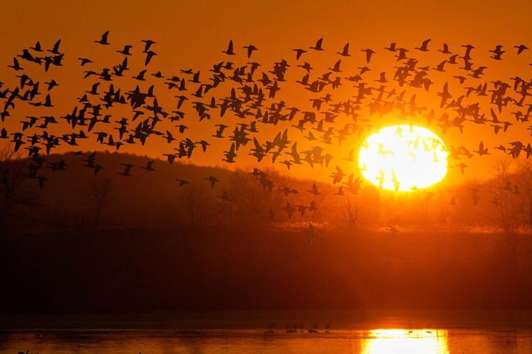 Snow geese take off for the Arctic in mesmerizing sunrise display