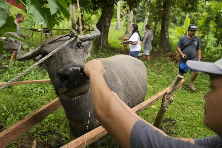 Philippines' Mayon Volcano spews lava down its slopes in gentle eruption putting thousands on alert
