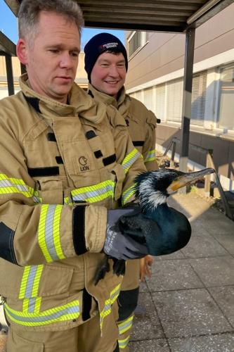 An injured seabird pecks at an emergency room door, prompting its own rescue