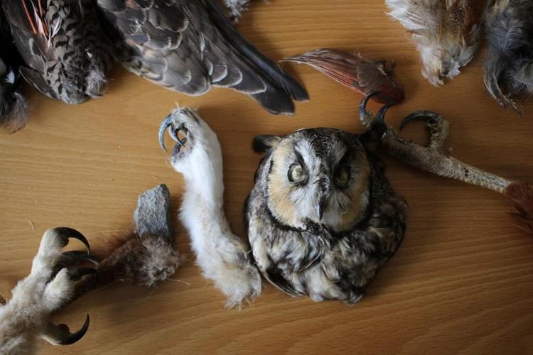 Man to plead guilty in 'killing spree' of eagles and other birds for feathers prized by tribes