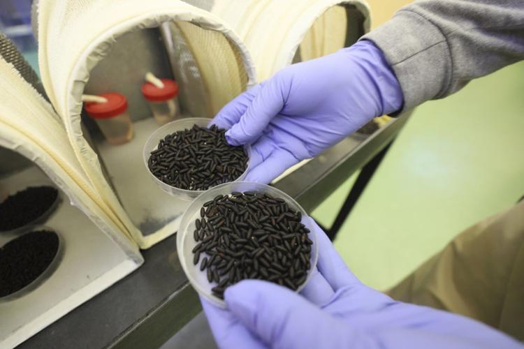 US has reclosed its southern border after a flesh-eating parasite is seen further north in Mexico