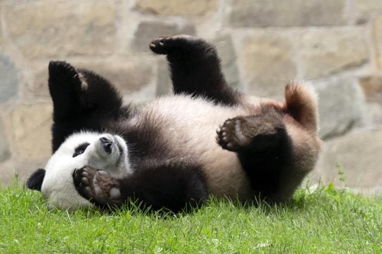 Panda Diplomacy: The departure of DC's beloved pandas may signal a wider Chinese pullback