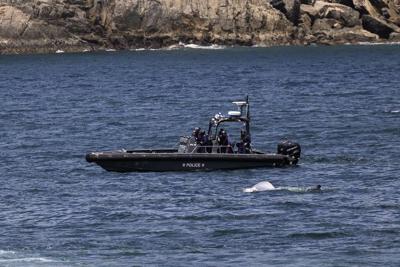 Discovery of a whale carcass in Hong Kong sparks anger over the possible damage done by sightseers