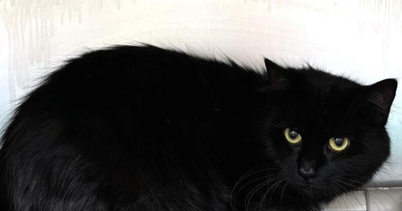 Animals available for adoption July 2, 2026 | Ethics | thecarrollnews.com