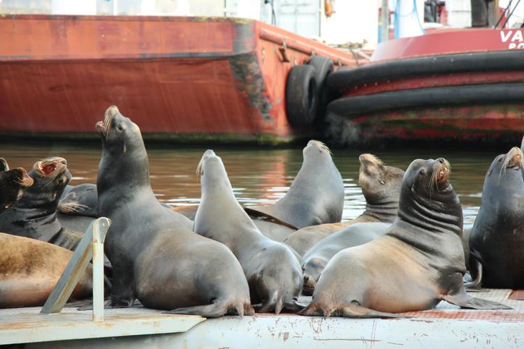 Officials return 'exhausted' wayward sea lion to Columbia River