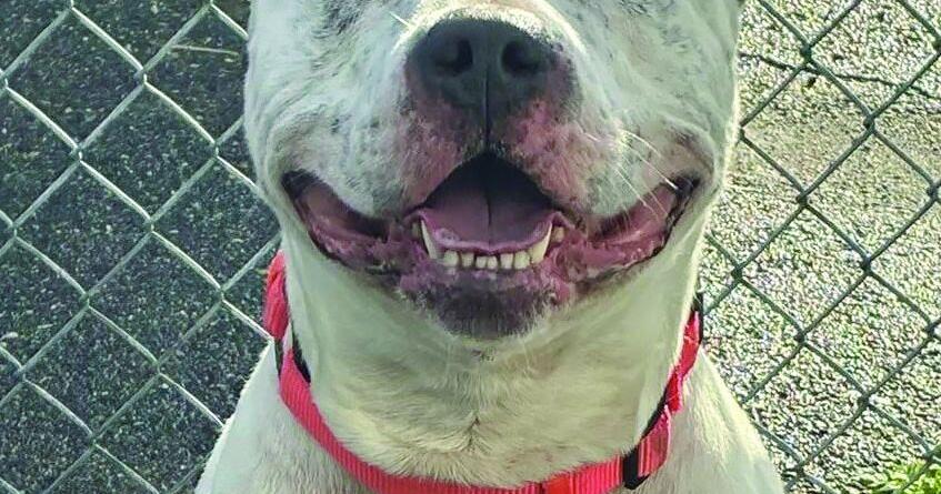 Pet of the Week for March 27, 2026: Petie