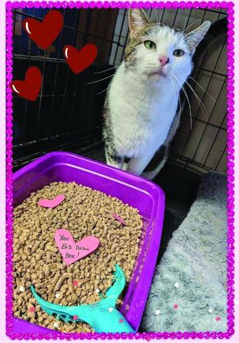 A Different Kind of Valentine: Animal shelter raising money by trolling exes