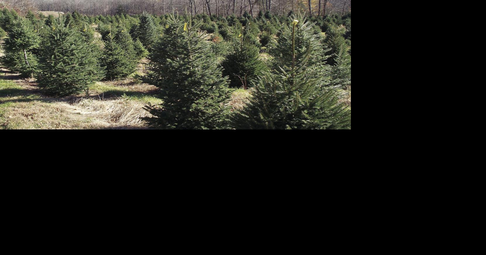 Cedar Ledge Tree Farm place to be | News | thechronicle.com