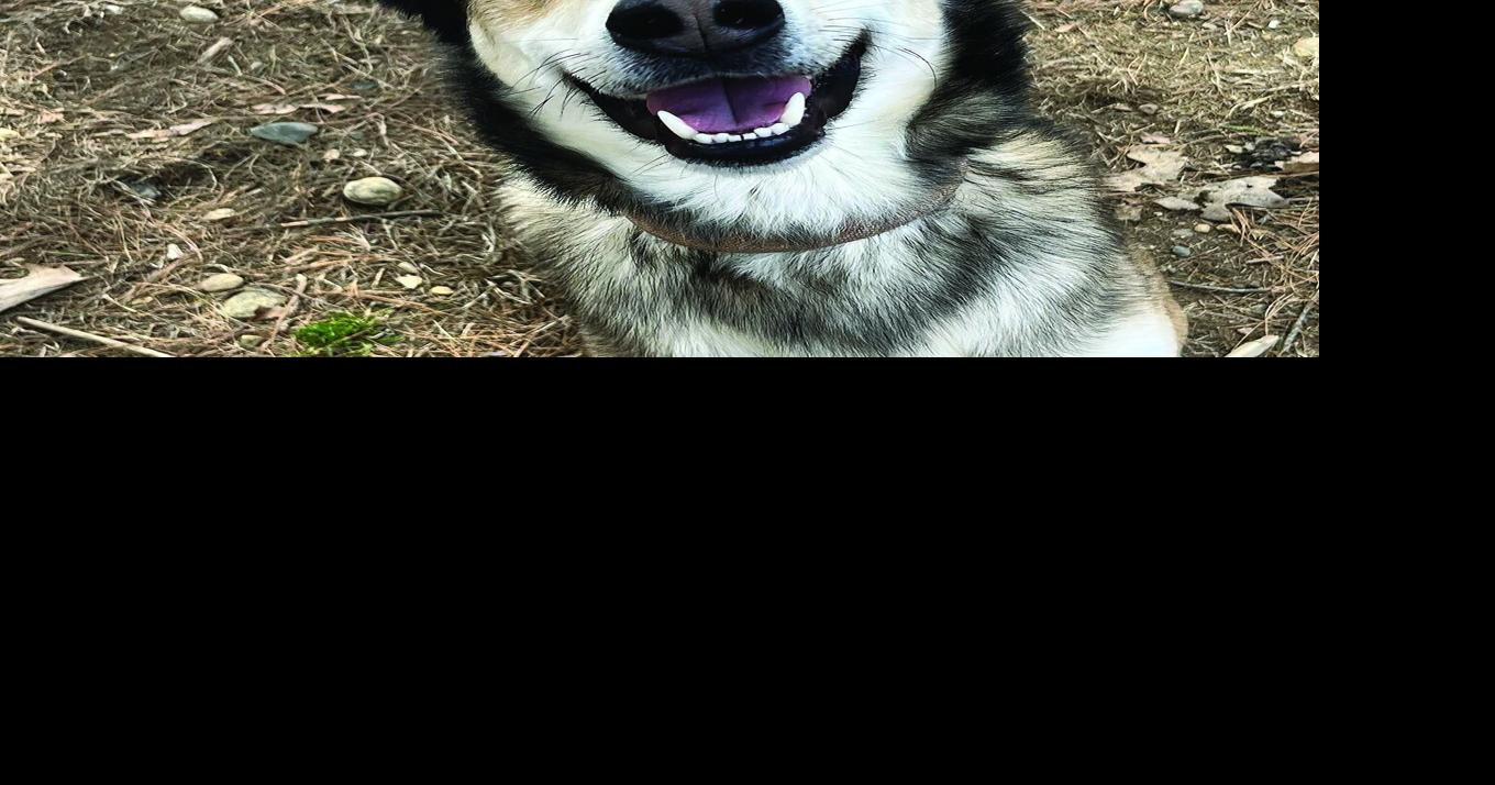 Pet of the Week: Navy