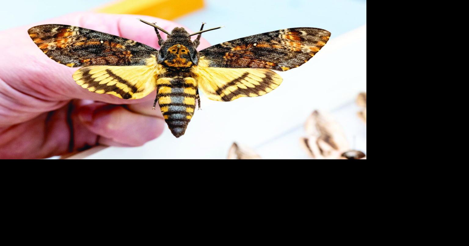 Plants, Animals and Vertebrae: UConn’s Biodiversity Collections