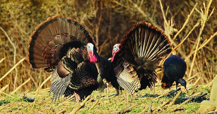 Spring wild turkey hunting season is now open