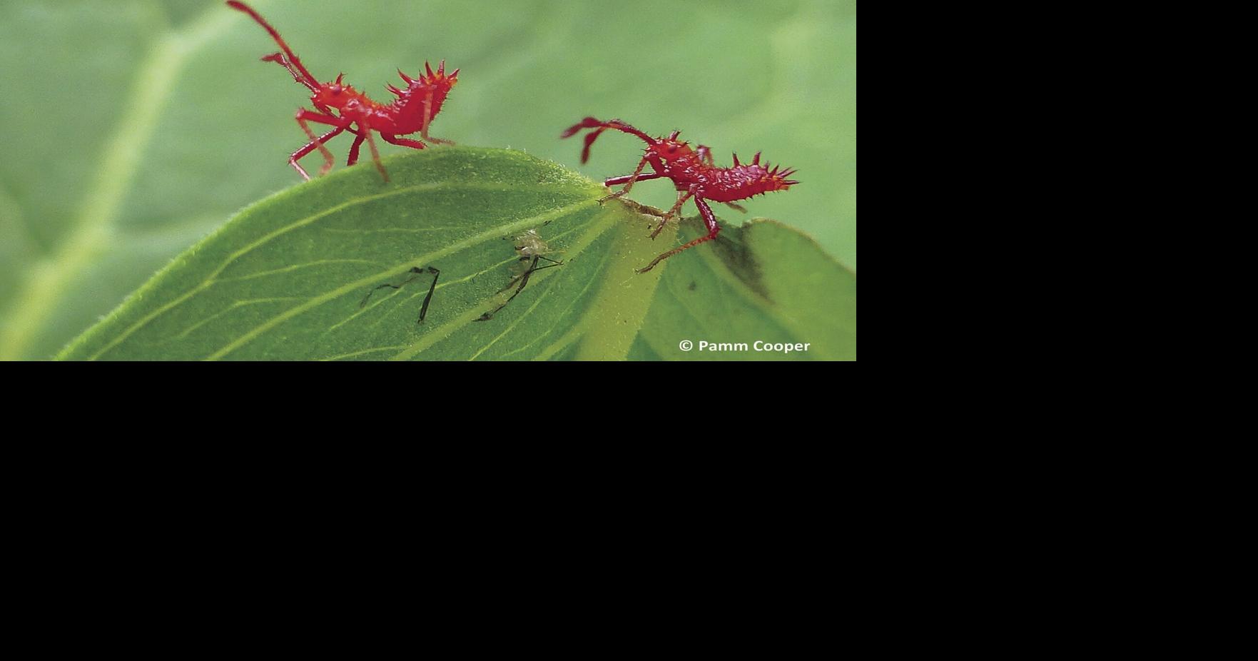 UConn Bug Week programs | News | thechronicle.com