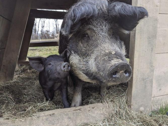 Botl Farm BOTL Farm receives innovation grant | News | thechronicle.com