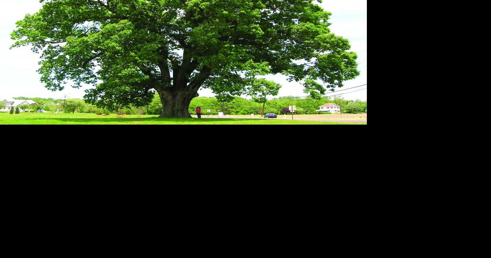 Chaplin to showcase patriotic roots by planting tree for 250th | News ...