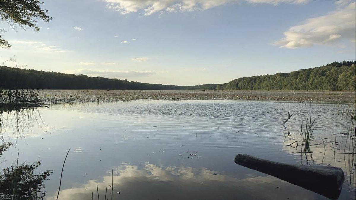 Forestry Day celebration to honor Goodwin’s anniversary News