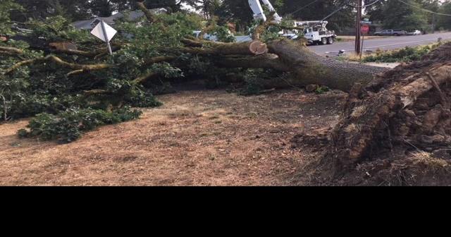 Downed Tree Knocks Out Power In St Helens News