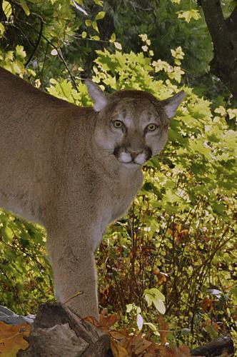 Cougar Sightings Prompt Concern Countywide News 