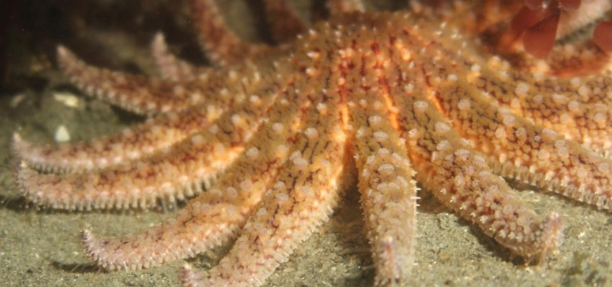 Critically Endangered: ‘Iconic’ sea star now detailed | Information