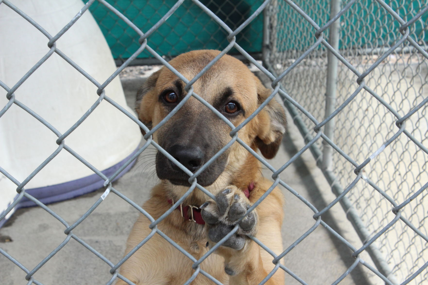 columbia county dog shelter