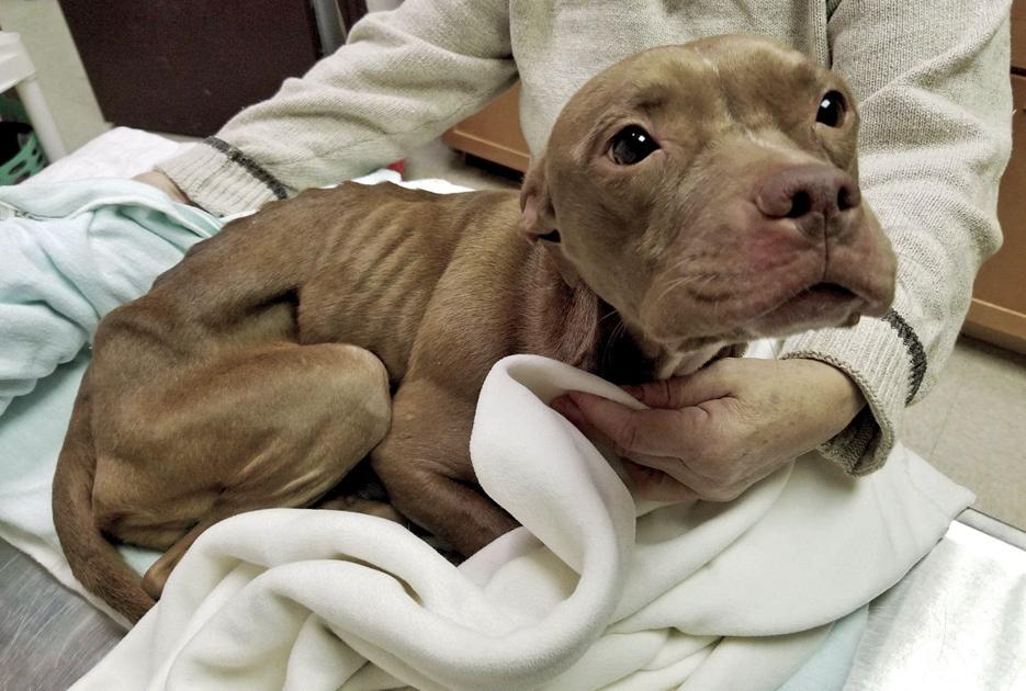 corry veterinarian treats maltreated