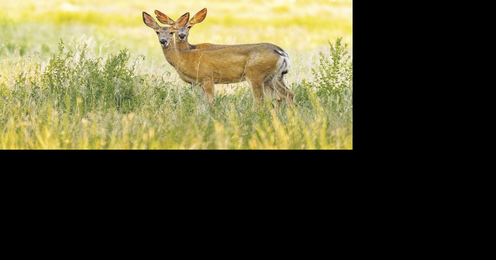 Doe tags still available in local area; Game Commission seeks feedback