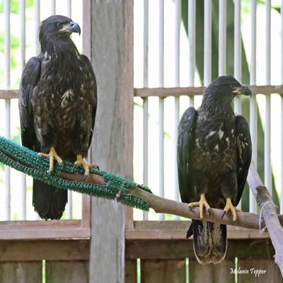 eagles in flight room