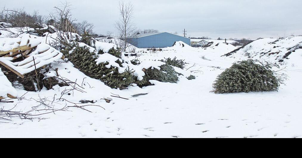 Residents can take Christmas trees to city garage News