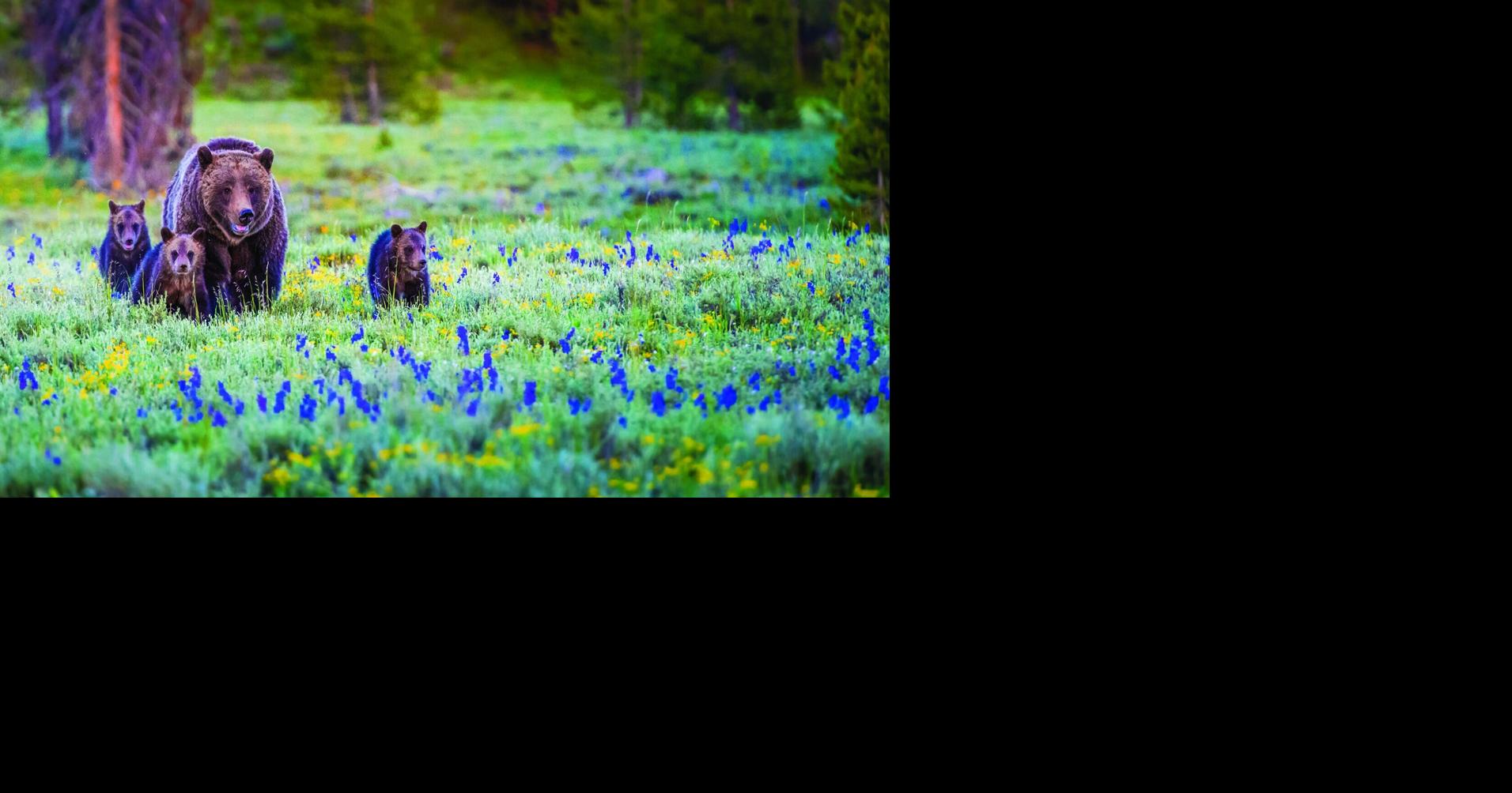 Springtime alert: Leave young wildlife alone